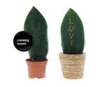 Flora coming soon Flora coming soon